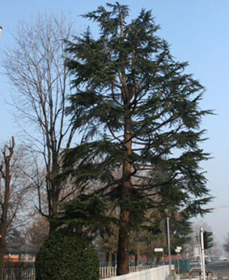 Potatura alberi tree climbing Milano