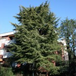 Potatura alberi con piattaforma Milano